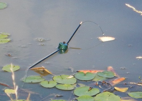 Carp float fishing - carp, for